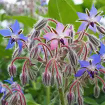 Слизни не любят некоторых представителей семейства Бурачниковых, таких как окопник и бораго, известное как огуречная трава