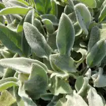 Как это ни парадоксально, мягкая на ощупь листва также отпугивают слизней. Это относится к чистецу шерстистому, коровякам и некоторым другим растениям