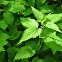 Из колючих растений слизням не нравятся крапива, мордовник, чертополох и другие растения с шипами