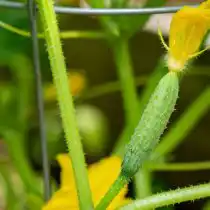 Чтобы бахчевые не стали жертвами слизней, никогда не высаживайте рассаду этих культур до того, как у них появятся жесткие «мохнатые ножки»
