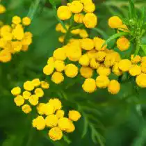 У слизней и улиток тонкое обоняние и вкус, поэтому растения с сильным запахом способны их отпугивать. К ним относятся: пижму, полынь, листья черной смородины и другие