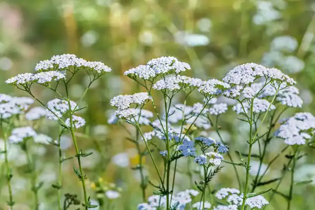 Грубые листья или вайи также не нравятся слизням. Слизни не любят многие папоротники, тысячелистники, астильбы, клопогоны, душистые ясменники