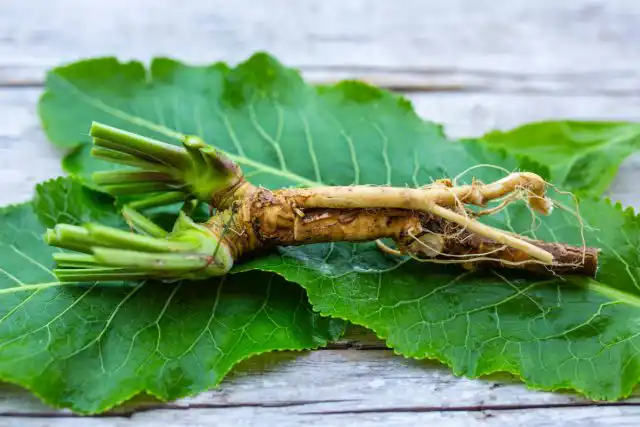 Листья хрена содержат растительные белки и углеводы, эфирные масла, витамины (С, РР, группы В), микроэлементы (калий, кальций, натрий, магний, марганец, цинк, селен, железо, медь)