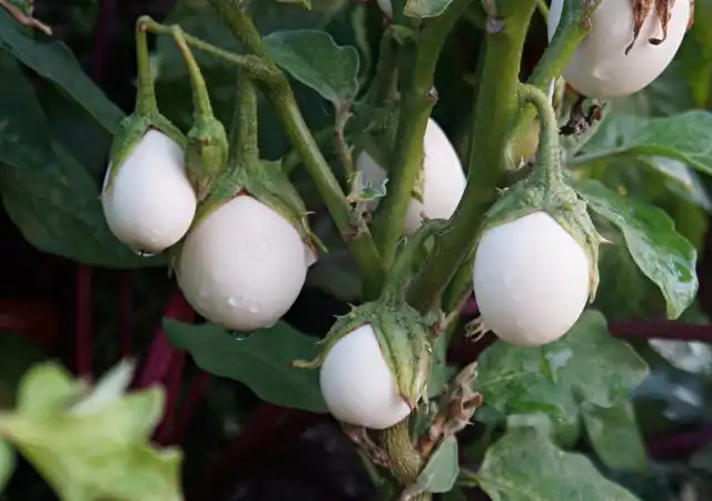 Баклажан «Золотое яйцо» (Solanum melongena 'Golden Egg') – очаровательный маленький баклажан, плоды которого имеют яйцевидную форму