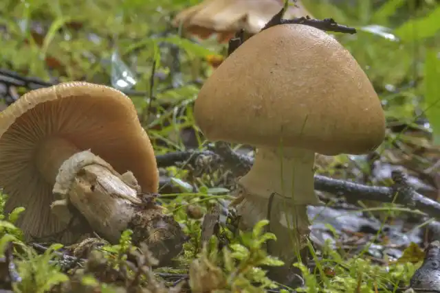 Гриб курочка, или колпак кольчатый (Cortinarius caperatus) – тоже довольно обильный пластинчатый гриб в українських лесах