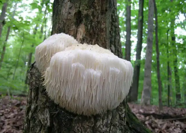 Ежовик гребёнчатый