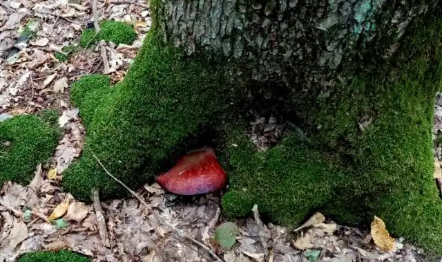 Печёночница