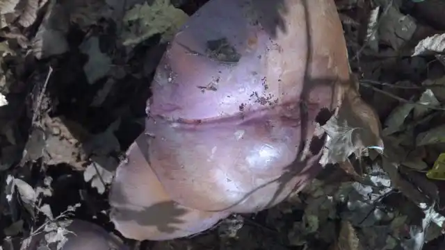 Синичка, или рядовка фиолетовая (Lepista nuda)