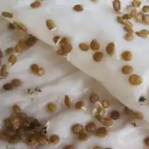 Далее подготовленный семенной материал рекомендуется замочить во влажном кусочке ткани, выдерживая при температуре +22…25 °С