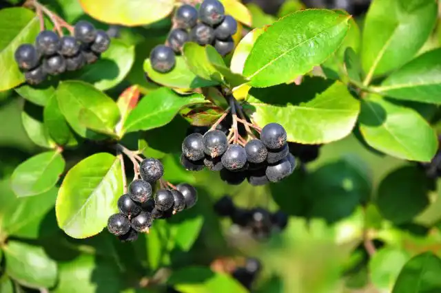 Арония черноплодная, или черноплодная рябина (Aronia melanocarpa)