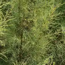 С ботанической точки зрения спаржа к хвойным не имеет никакого отношения, за исключением некоторого визуального сходства