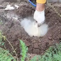 Для наполнения ям используют: перегной, компост или полежавший навоз; доломитовую муку (около 100 г); суперфосфат – 30-60 г; cульфат калия – 30 г