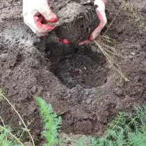 Для посадки спаржи извлекаем саженец из контейнера