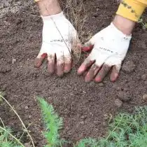 После посадки саженца присыпаем его землей