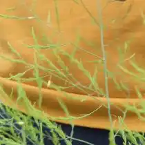 Аспарагус – растение двудомное. Мужские кусты спаржи имеют пыльцу