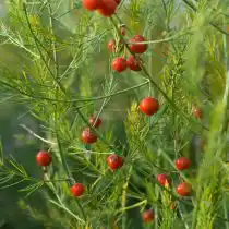 На женских кустах спаржи созревают несъедобные оранжево-красные ягоды, cодержащие два семени