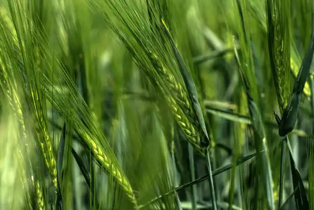 Ячмень обыкновенный (Hordeum vulgare) является одной из самых доступных и высокоэффективных покровных культур