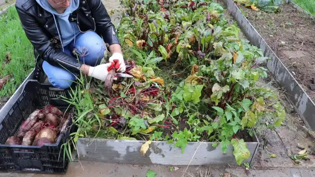 Свёклу из почвы извлекают с помощью лопаты, вил или просто руками, придерживая за ботву. Но работать нужно максимально аккуратно, так как любые механические повреждения могут привести к загниванию как самого корнеплода