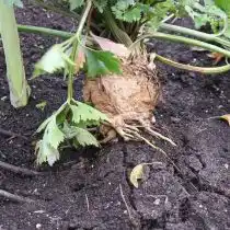 Извлекаем сельдерей из земли