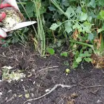 Обрезаем мелкие корешки