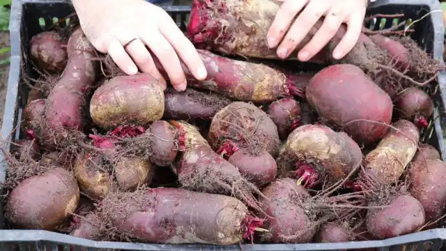 Извлечённую из земли свёклу нужно немного подсушить на свежем воздухе, если, конечно, не ожидаются осадки. До или после этого можно обрезать ботву. Делается это острым ножом или секатором, тут всё зависит от личных предпочтений и удобства работы. На корнеплоде должны остаться пеньки не больше 1 см