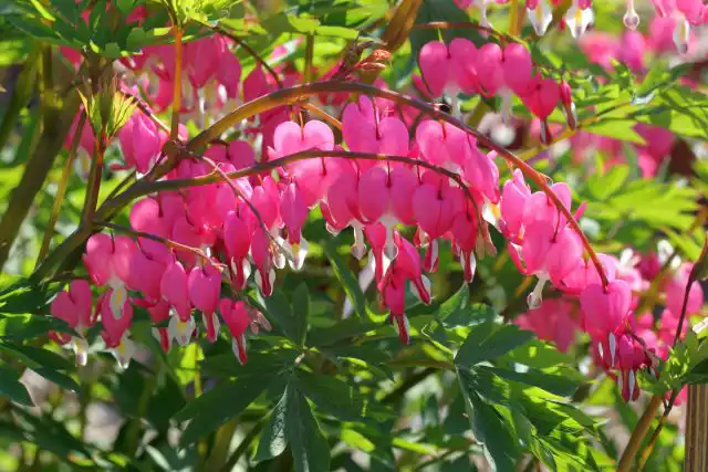 Дицентра, или «разбитое сердце»