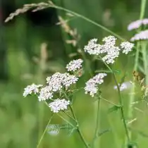 Тысячелистник