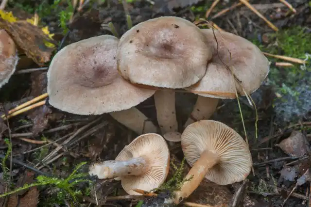 Млечник ароматный, или груздь ароматный (Lactarius glyciosmus) пахнет кокосом