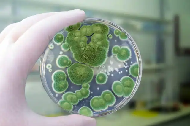 Различные штаммы плесневых грибов рода Penicillium используются для получения ароматов сыра, солёной рыбы, грибов