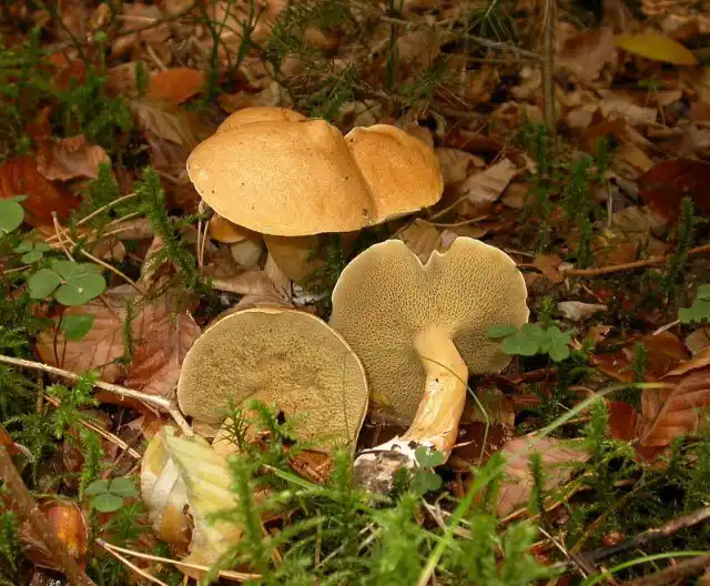 Козляк (Suillus bovinus) прорастает в сосновых и еловых лесах, на сфагновых болотах и около дорог в июле – сентябре, образуя микоризу с сосной и предпочитая кислые и питательные почвы