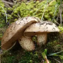 Масленок Беллини (Suillus bellini)