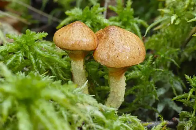 Масленок болотный (Suillus flavidus) растет в сентябре-октябре на пограничных участках заболоченных территориях среди сфагнума в содружестве с сосной и отличается шляпкой диаметром до 8 см