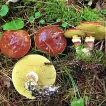 Масленок Клинтона или каштановый (Suillus clintonianus)