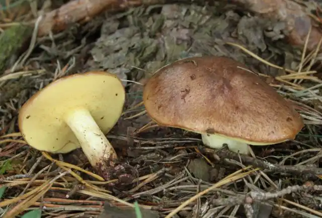 Масленок рыжий (Suillus fluryi)