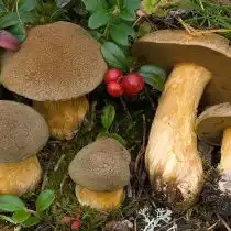 Маслёнок жёлто-бурый (Suillus variegatus)
