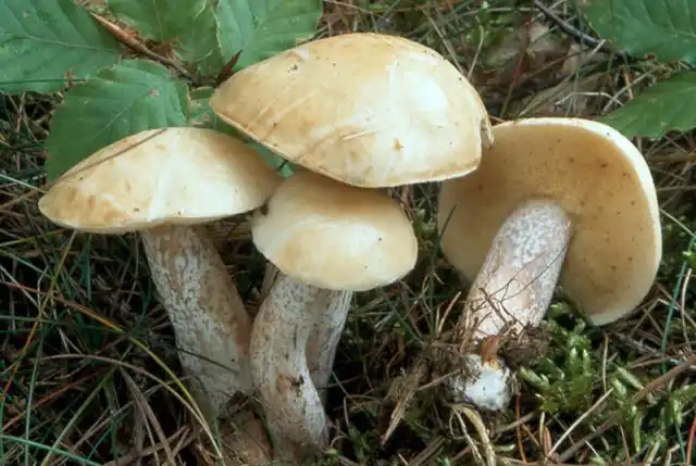 Маслёнок белый (Suillus placidus)