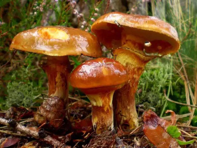 Маслёнок лиственничный (Suillus grevillei)