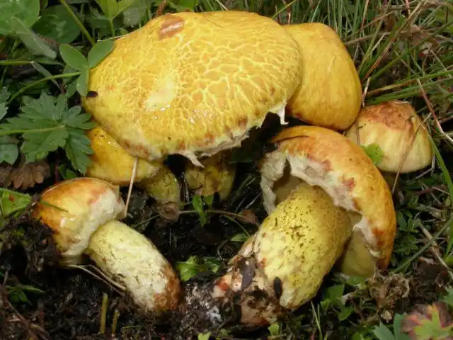 Масленок сибирский (Suillus sibiricus) обладает желто-оливковой шляпкой диаметром до 10 см. и встречается в компании кедров и сосен