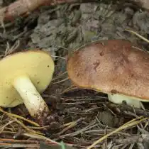 Маслёнок зернистый (Suillus granulatus)