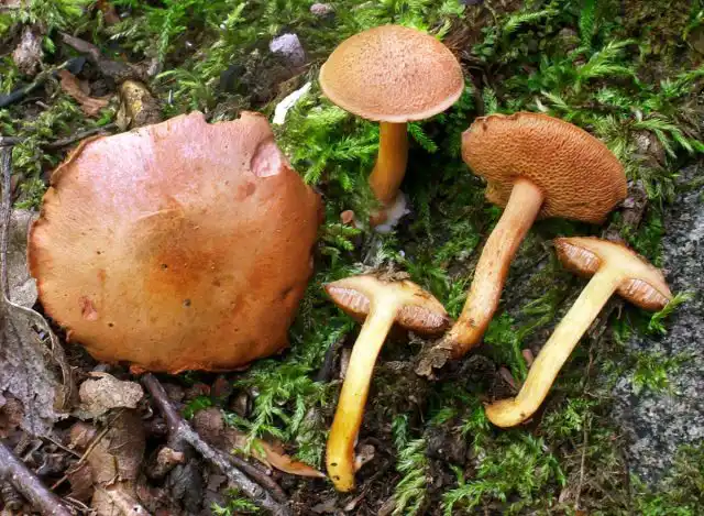 Перечный гриб, или маслёнок перечный (Chalciporus piperatus)
