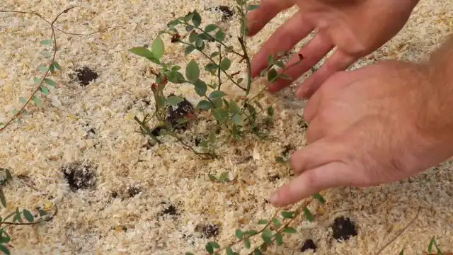 После высадки голубики, замульчируйте почву. Слой мульчи должен быть не менее 5 см, а лучше и ещё больше – 6-7. Мульча хорошо препятствует испарению влаги и не даёт разрастаться сорнякам