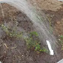 При посадке корневую шейку голубики нужно заглубить на 4-5 см ниже уровня земли. После высадки растения пролейте почву