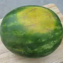 Нижняя сторона арбуза, там, где он касался земли, лежа на бахче, должна быть от маслянисто-желтого до темно-желтого цвета. Если пятно белое, то, вероятно, арбуз еще не достиг пика зрелости