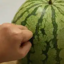 Если звук при ударе по арбузу низкий, глухой и глубокий, как барабан или стук в дверь, значит, все готово. Высокий звонкий звук говорит о том, что арбуз еще не дозрел