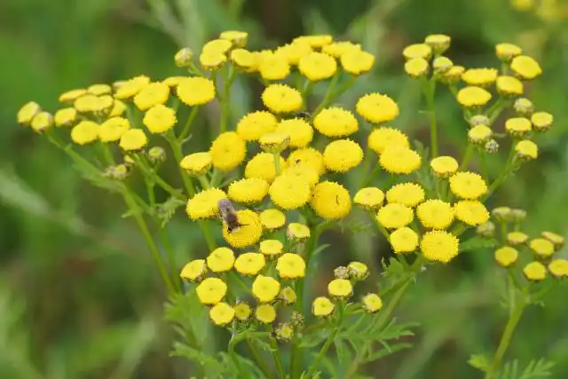 Пижма обыкновенная (Tanacetum vulgare)