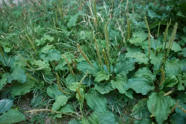 Подорожник большой (Plantago)