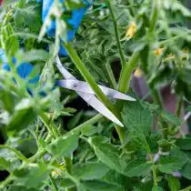 Чрезмерно обрезая листву, вы рискуете передержать свои помидоры на солнце, что увеличивает риск появления на плодах зеленых и желтых плеч