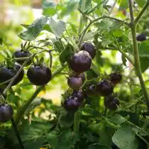 Некоторые огородники заметили, что у темно-фиолетовых или черных сортов также больше шансов на образование зеленых плеч, чем у красных, желтых или оранжевых