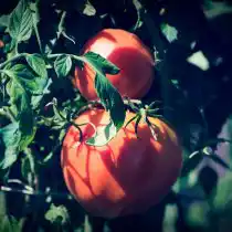 Затенение кустов томатов — один из лучших способов защитить ваши помидоры от слишком яркого солнца, что снизит риск возникновения зеленых плечиков