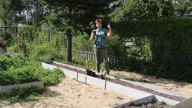 Высаживать лозы очень желательно с ориентацией на южное, западное и юго-западное направление